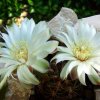 Gymnocalycium_ mesopotamicum _P124 'Spiral Bound' 10